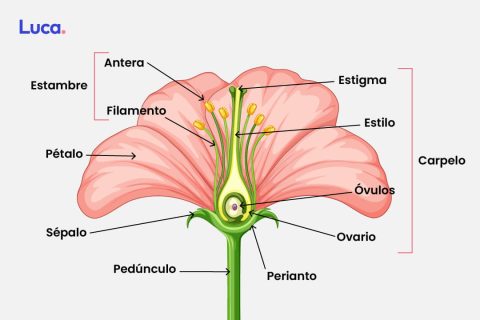 Tipos De Reproducción De Las Plantas Plataforma Educativa Luca Tipos De Reproducción De Las Plantas Plataforma Educativa Luca