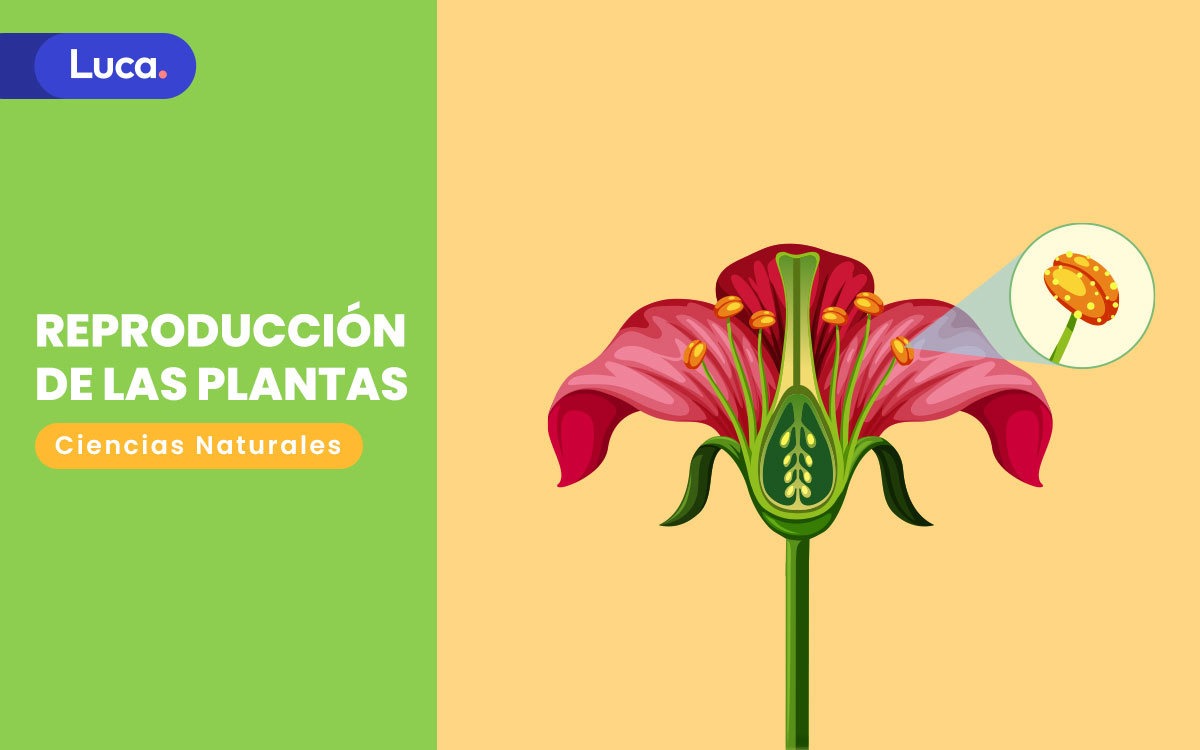 Contestar el teléfono Convocar Cirugía Tipos de reproducción de las plantas - Luca