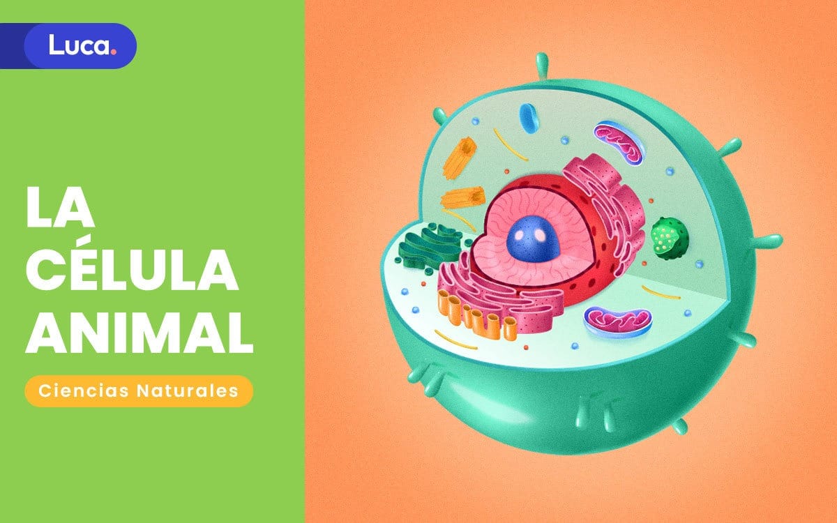 La célula animal: Unidad funcional básica La célula animal: Unidad funcional básica