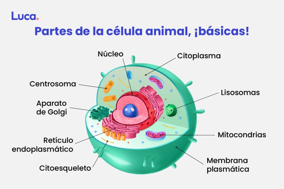 La Célula Animal Unidad Funcional Básica